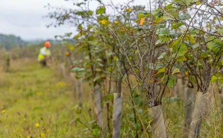 Sustainability Saplings